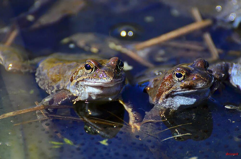 Резонаторы у земноводных. Травяная и остромордая лягушки. Особенности строения лягушки. Особенности строения лягушки. Среда з обитания земноводных.