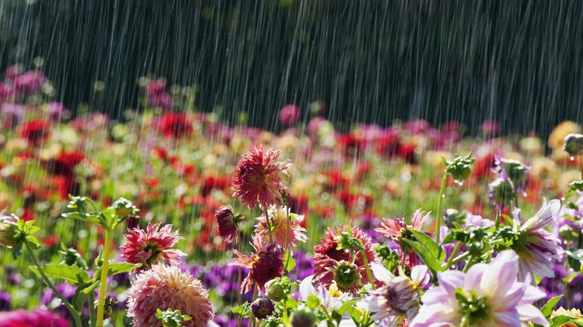 После летнего дождика. Летние цветы. Растения под дождем. Летние картинки на рабочий стол. Лето август.