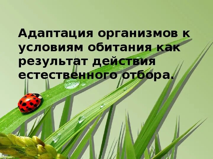 Адаптации организмов к условиям обитания. Адаптация как результат естественного отбора. Адаптация организмов как результат действия естественного отбора. Адаптация биология 11 класс.