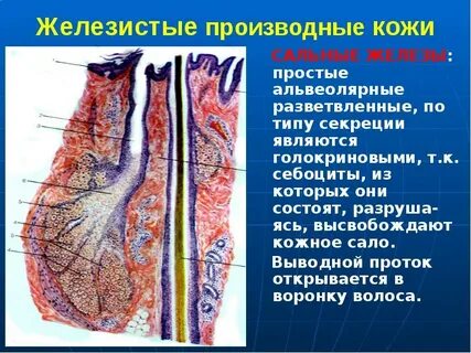 К производным кожи