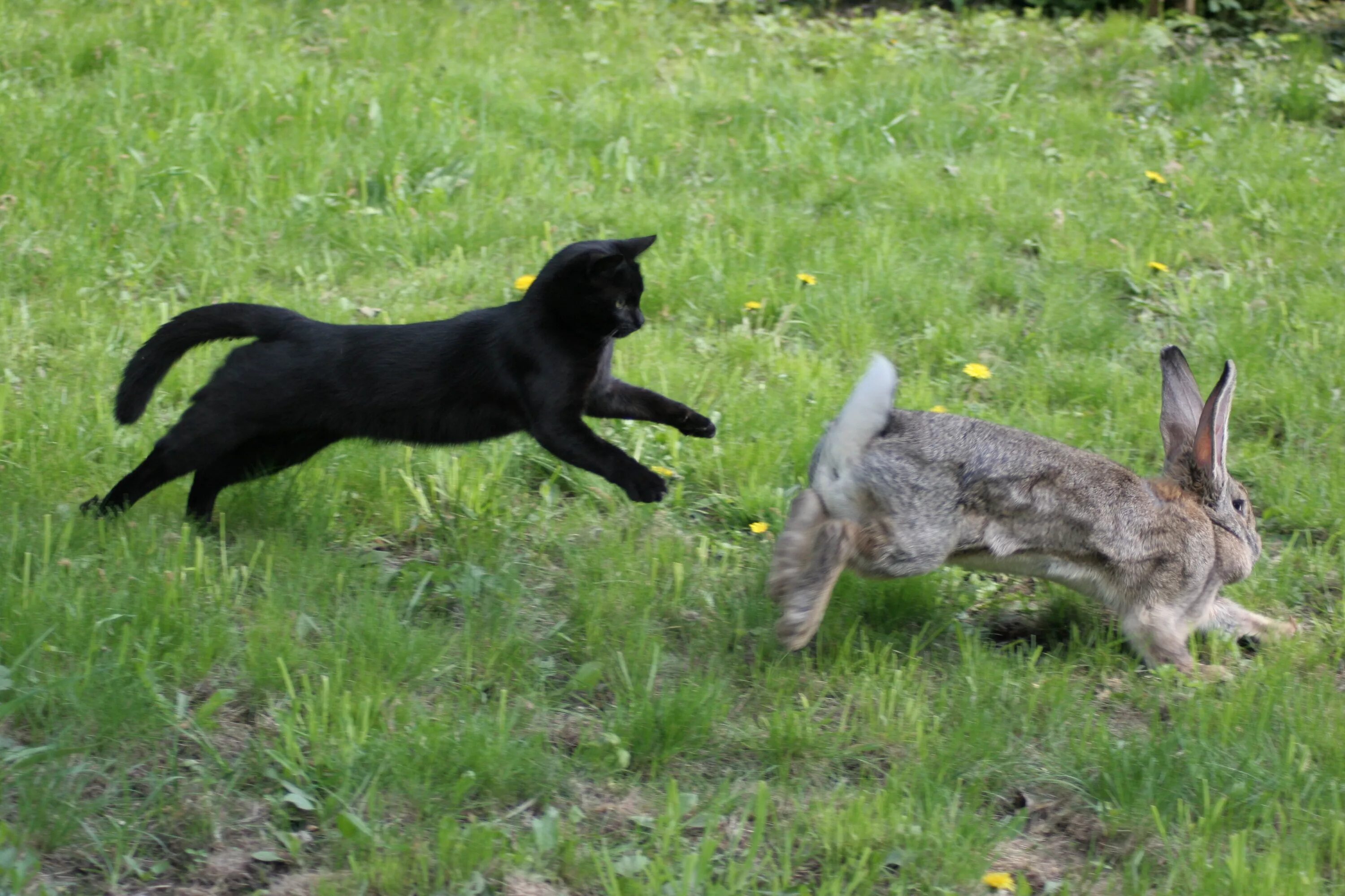 Кошка гонится. Кошка охотится. Кошка на охоте. Кот охотится на кролика. Кот бежит.