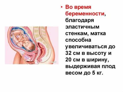 Стенки шарика более эластичные чем стенки бутылки