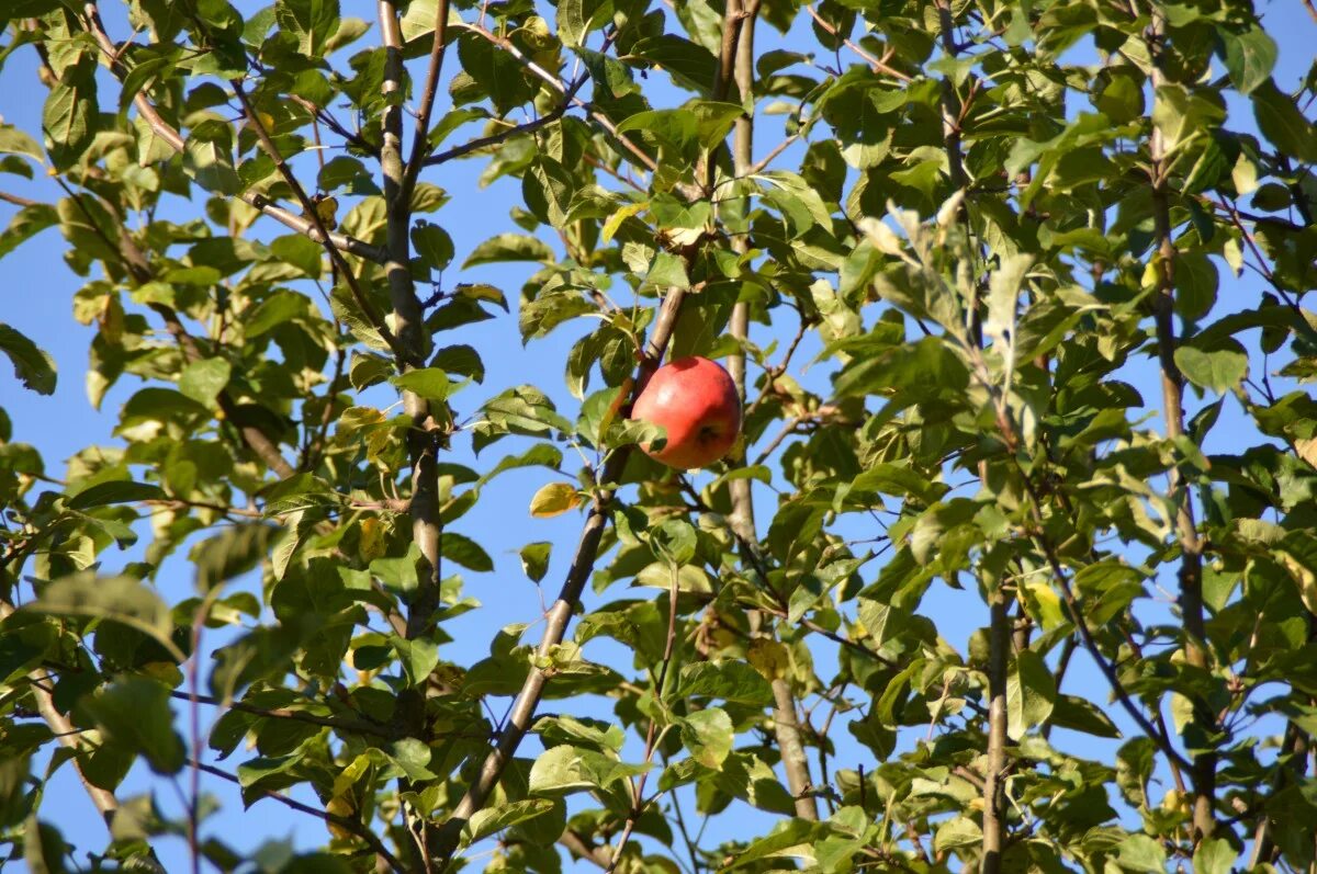 Яблоня Red Obelisk. Яблоня без плодов. Раскидистая яблоня с яблоками. Дерево коричка.