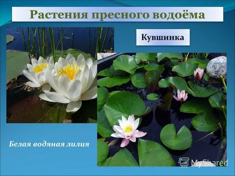 Обитатели пресных водоемов. Растения озера. Растения пресных водоемов. Растительный мир озера ильмень. Растения пресных водоемов.
