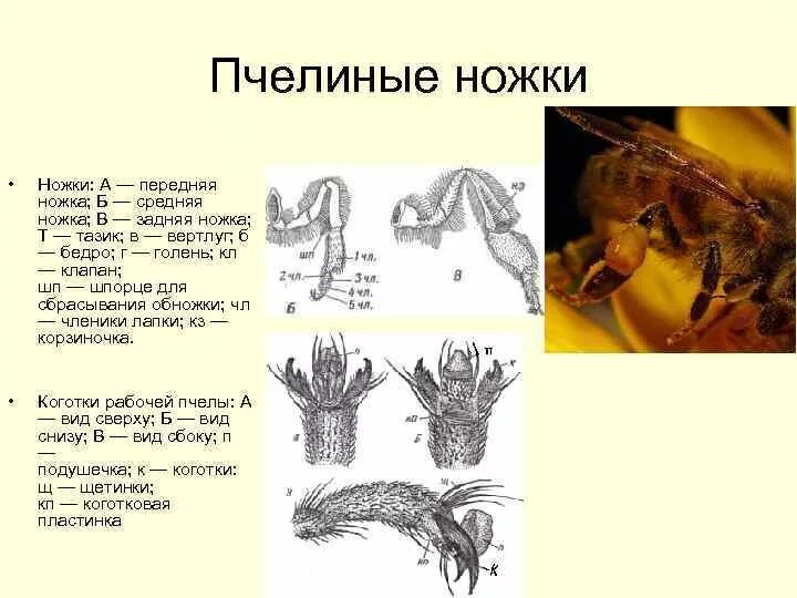 Исследование конечностей домашней пчелы какая биологическая наука