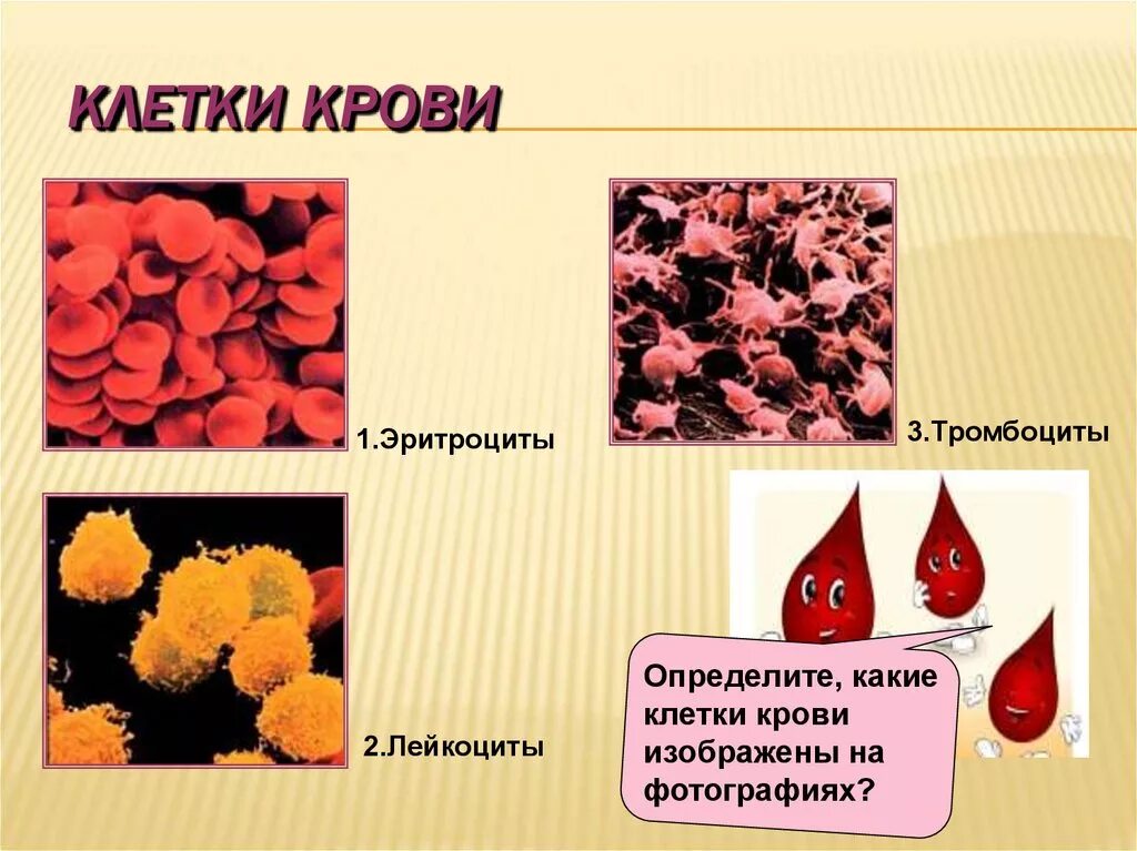 1 красные клетки крови
