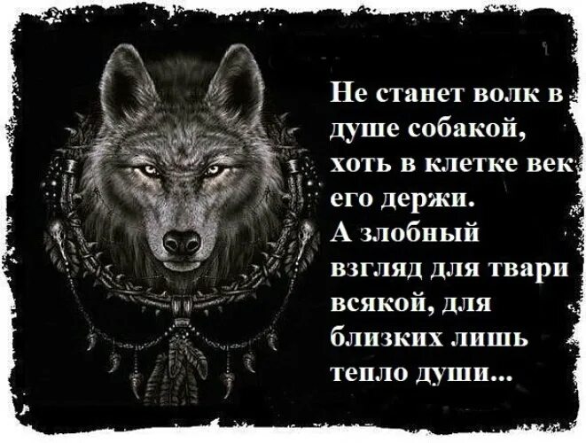 Станет злом. Одинокий волк цитаты. Волк по жизни. Статусы с волками. Крутые цитаты Волков.