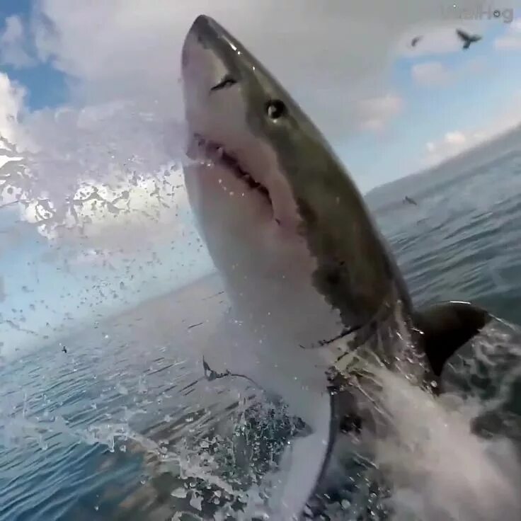 Большая белая акула (great White Shark). Акула мако. Shark return