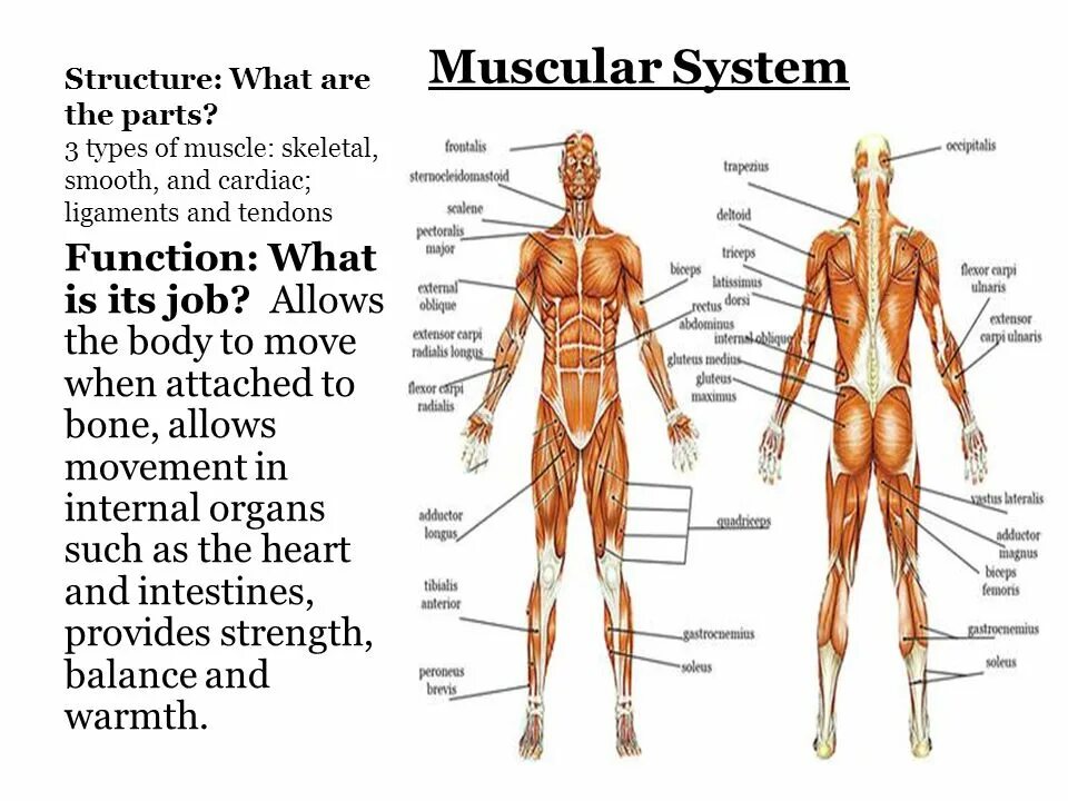 Мышечная система. Мышечная система человека строение на английском. Muscle structure. Human body structure. Human structure