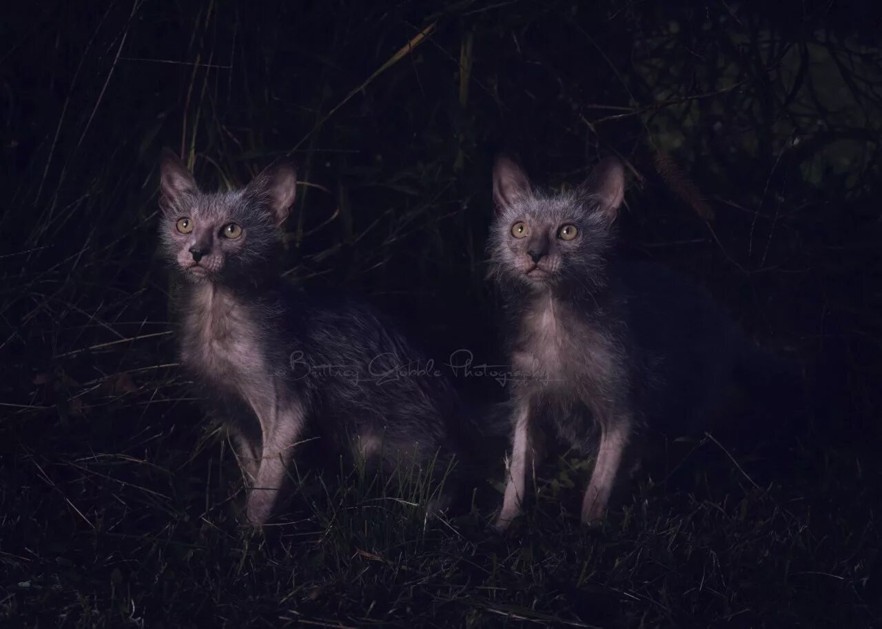 Кошки ликой фото цена. Кот оборотень порода Ликой. Порода кошек Ликои. Ликой (Lykoi) кошка оборотень. Порода кошек Ликои кошки оборотни.