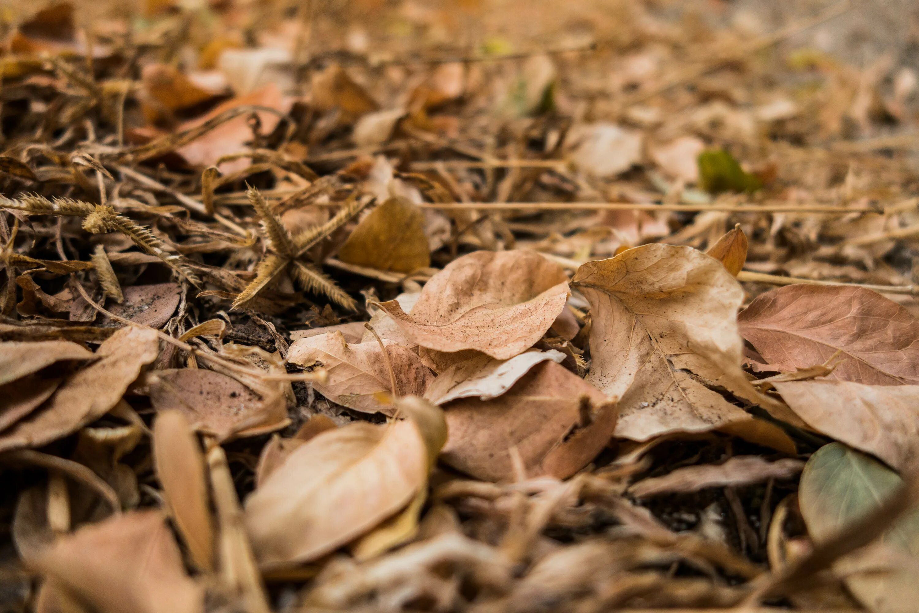 Листовой опад это. Мертвые листья. Мертвые листья листья. Пожухлая листва летом.