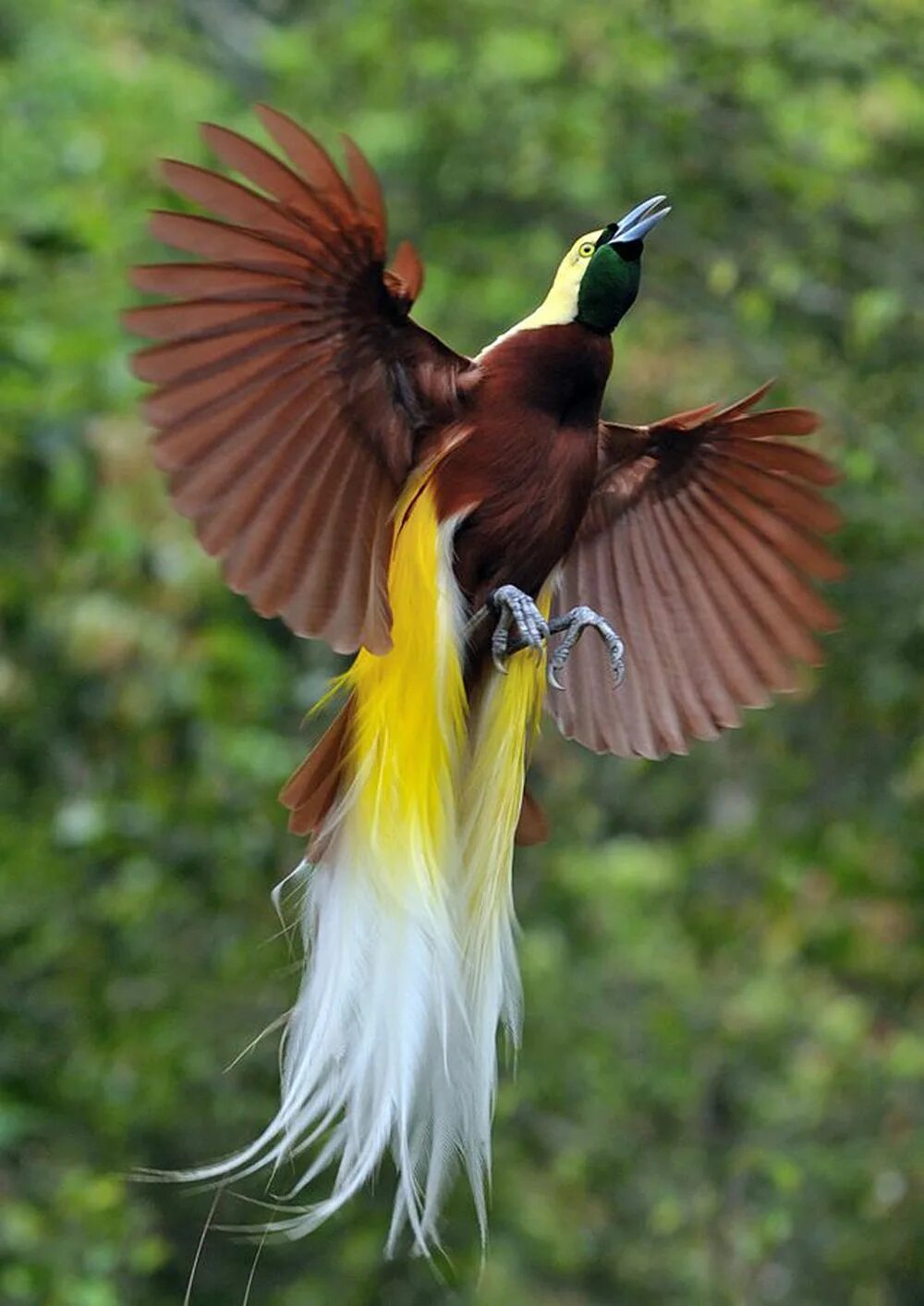 Виды красивых птиц. Реггианова Райская птица. Paradisaea Guilielmi. Гольдиева Райская птица. Райская птица большой изумруд.