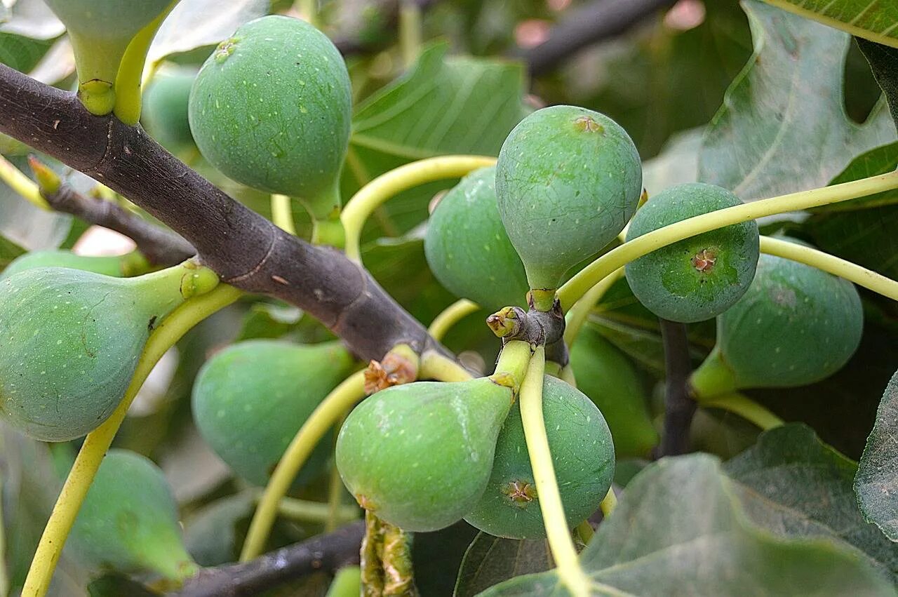 Фиг плод. Инжир фиговое дерево. Инжир фиговое дерево смоковница. Ficus carica дерево. Инжир, фиговое дерево, смоковница дерево.