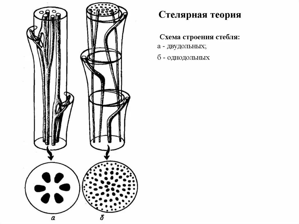 Строение стебля класс однодольные класс двудольные