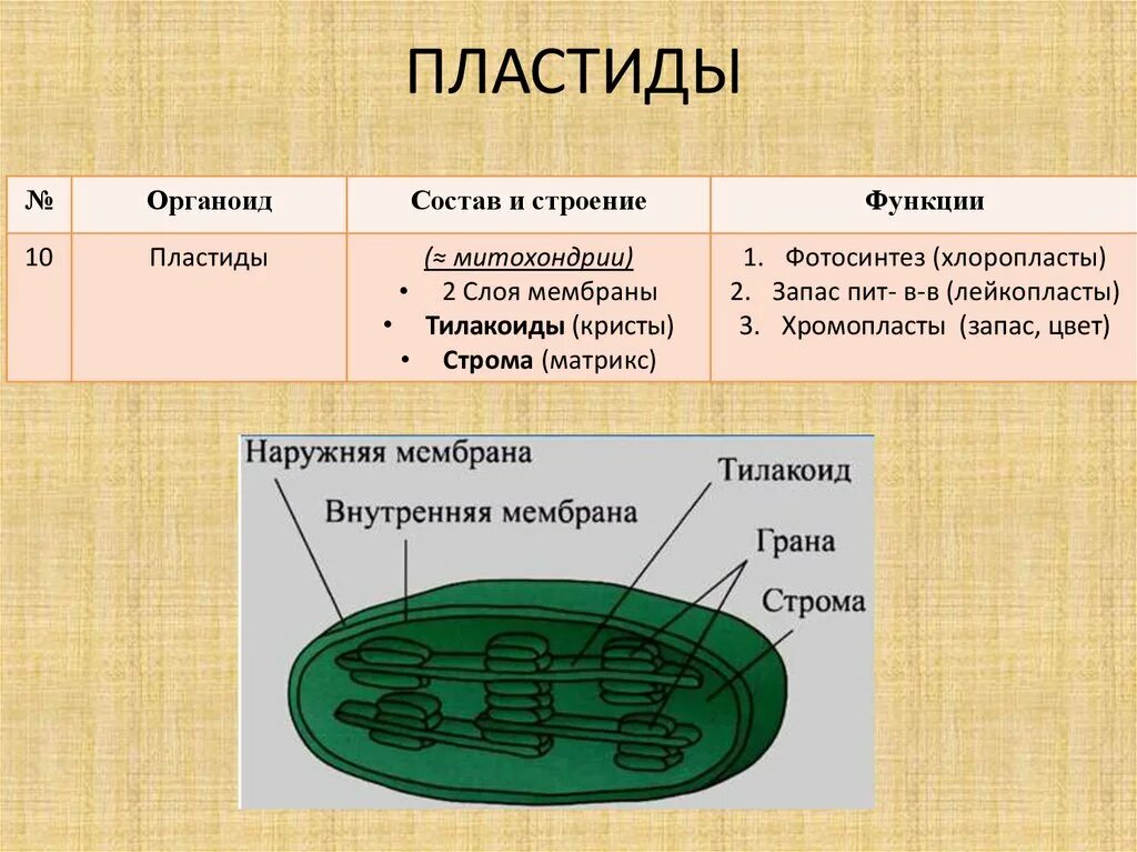 Что содержат хлоропласты. Пластиды хлоропласты строение и функции. Пластиды хлоропласты строение. Пластиды в биологии растительная клетка.