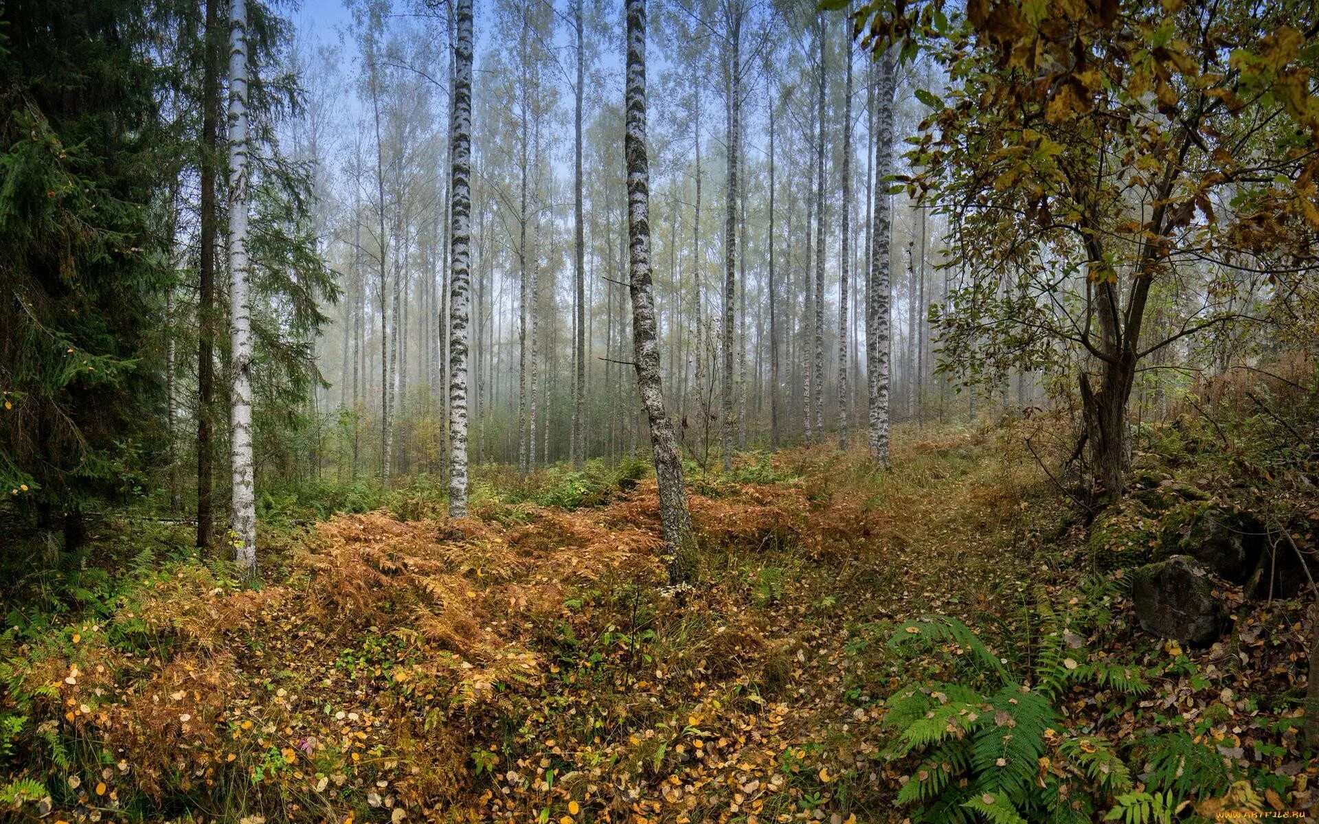 Чаща роща тайга бор. Летний лес. Осень карелия лес ельник. Лес был весь открыт. Лес был весь открыт.