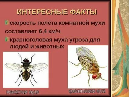 Скорость мухи