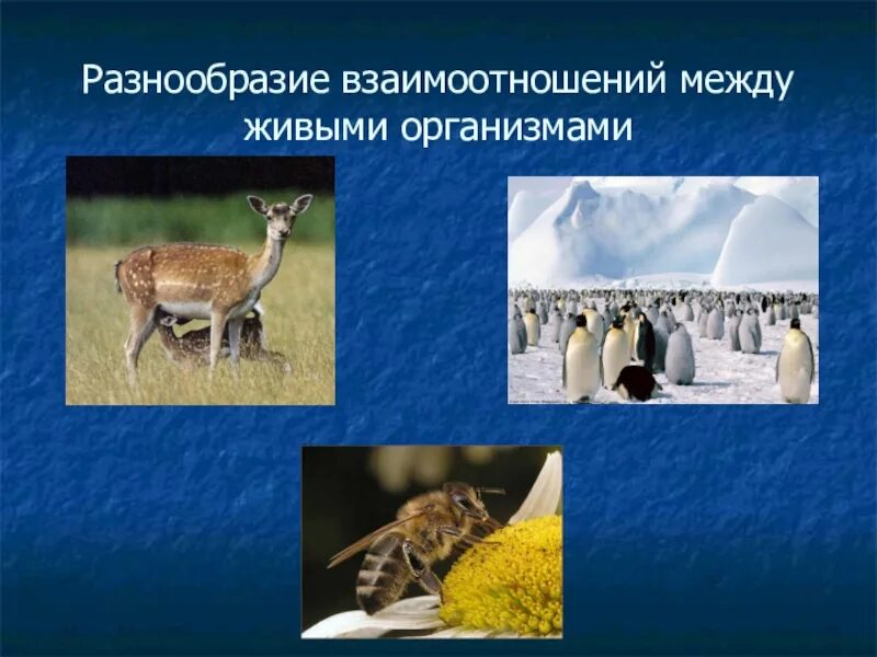 Живые организмы зимой. Проект на тему живые организмы зимой. Как животные приспособились к зимним периодам. Приспособления организмов к условиям зимы.