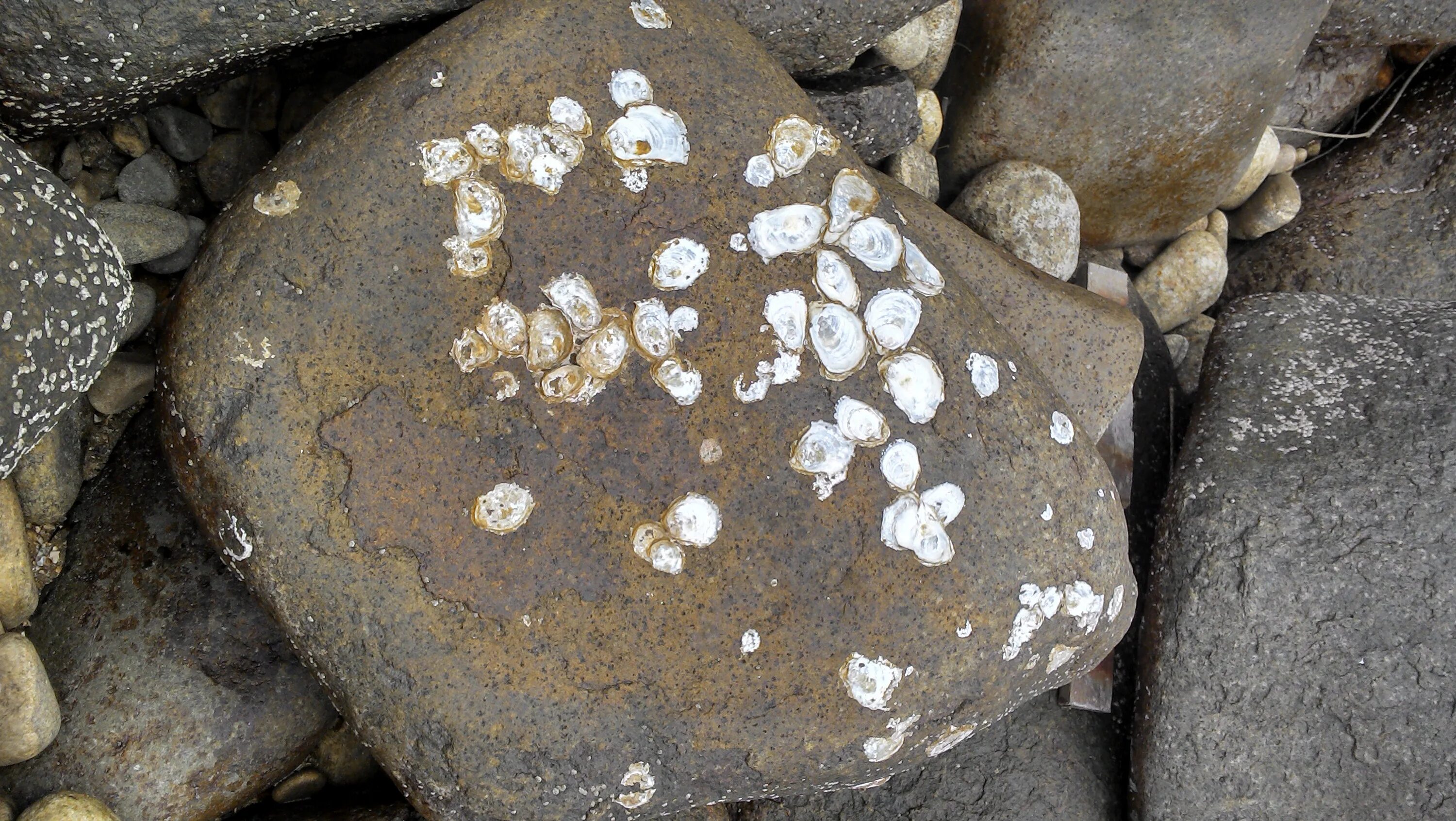 Shell stone. Отпечатки на камнях. Камни и ракушки. Моллюски на камнях. Древние ракушки в камнях.