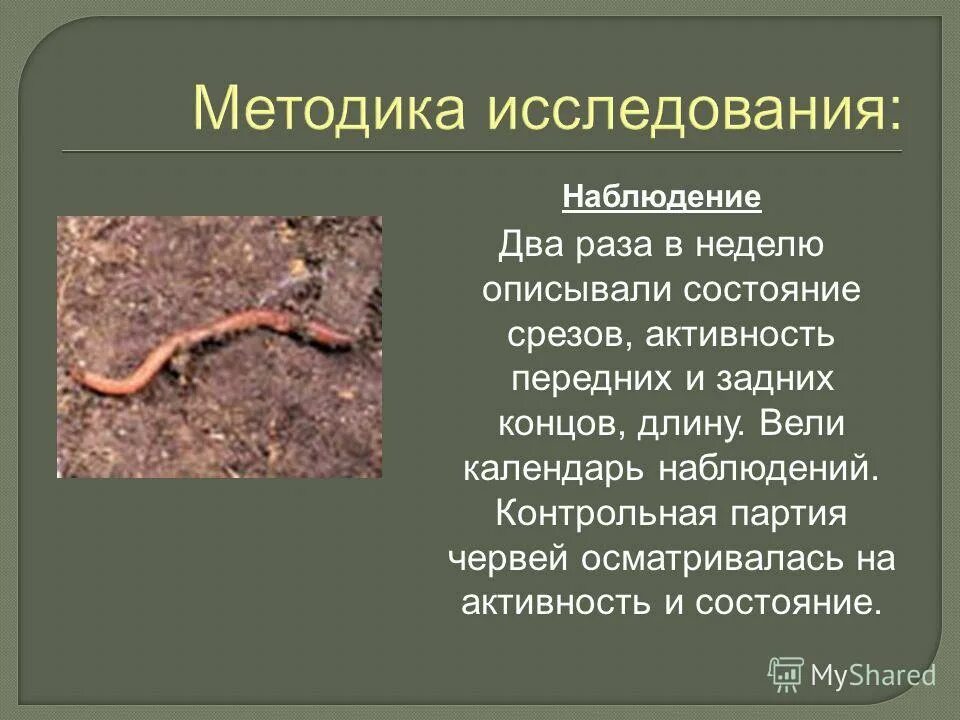 регенерация плоских червей. регенерация дождевых червей. регенерация дождевых червей. регенерация дождевого червя. регенерация червей.