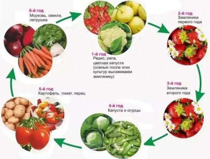 Какой овощ после какого сажать. Что можно посадить после клубники на следующий год. После каких культур сажать клубнику. После чегосажпть кьубнику. Севооборот клубники.