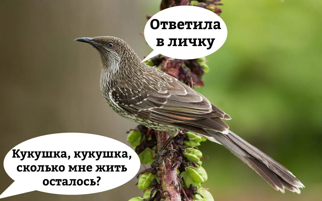 Какашка кукушку. Надпись какашка. Какашка кукушку. Сказка какашка. Какашка какашка какашка какашка какашка какашка какашка.