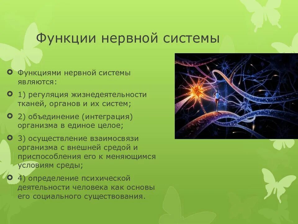 Функции ервнойсистемы. Функции нервной системы. Функции нервной системы человека. Нервная система функции системы.