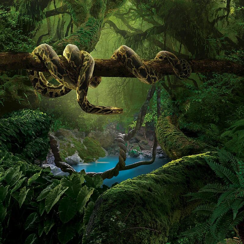 Джунгли сон. The jungle book 1967 mowgli. Непроходимые джунгли. Читать полностью джунгли. Лиэнн рэдклифф джунгли.