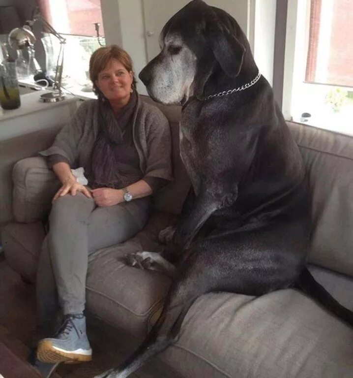 2 больших собак. Большие собаки. Огромные собаки. Большие саба3и. Немецкий дог с человеком.