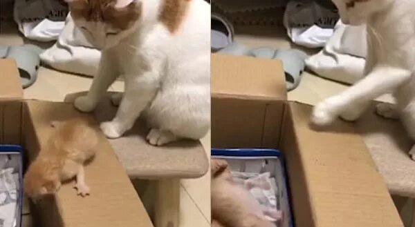 Коты залезают в коробку. Кошка в школе. Котенок залезает в коробку. Котик суетится. Мама помоги котенку