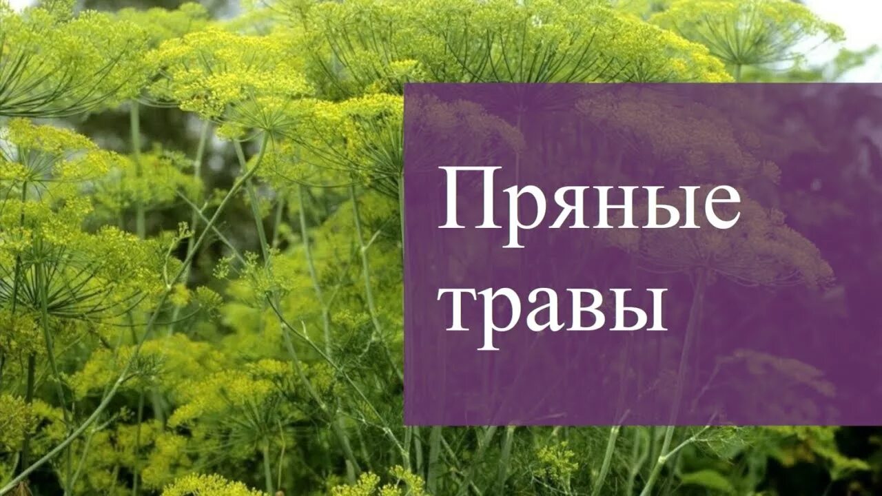 Пряно или прянно. Сад пряных трав и Аптекарский сад. Пряные травы применение.