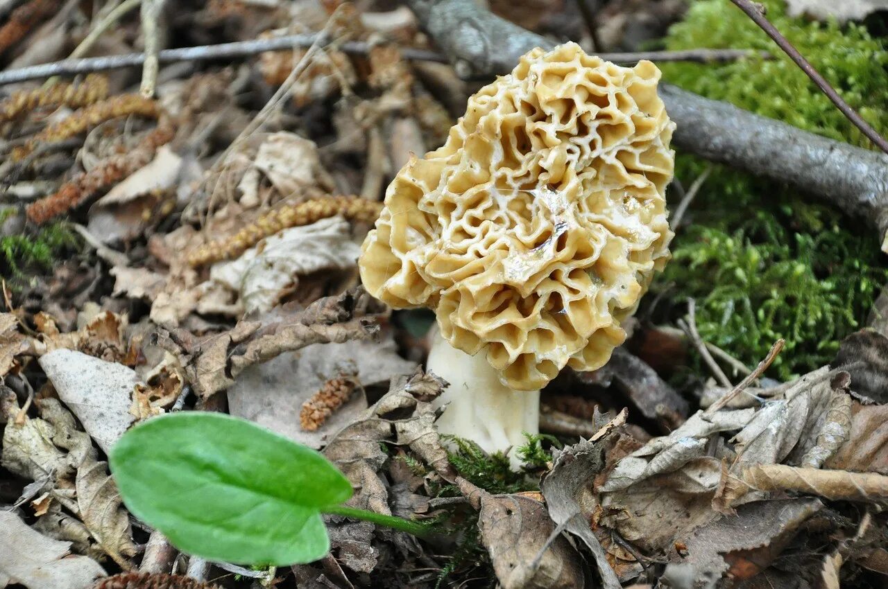 Весенние съедобные грибы фото и название. Сморчки грибы. Сморчки весенние. Сморчок обыкновенный. Весенние грибы сморчки.