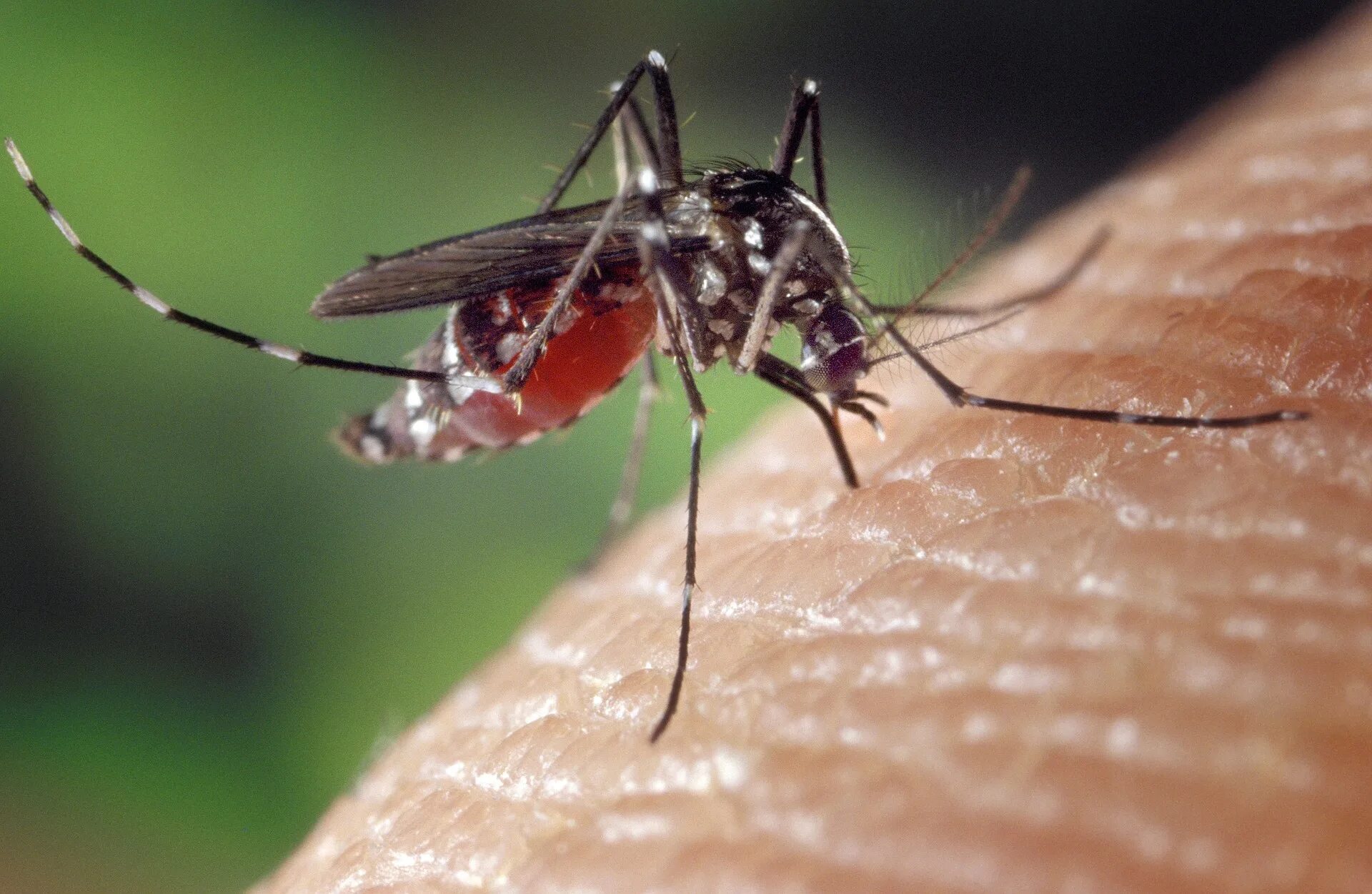 Кровососущие насекомые комары. Малярийный Москит. Комар малярийный отряд. Aedes albopictus – азиатский тигровый комар. Комар малярийный комар членистоногие двукрылые