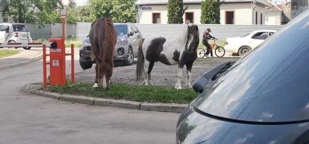 Железный конь на набережной Тула. Кобыла на кобыле. Лошадь на набережной Тула. Лошадь выбегает.