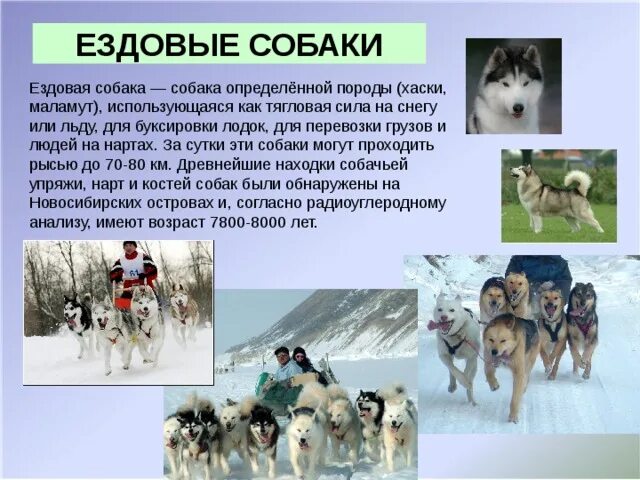 Про ездовую собаку