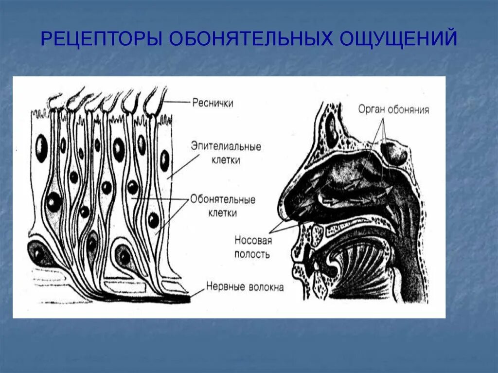 Обонятельный канал. Обонятельный анализатор строение. Обонятельный анализатор строение ЕГЭ. Обонятельные рецепторы схема. Обонятельный анализатор схема 3д.