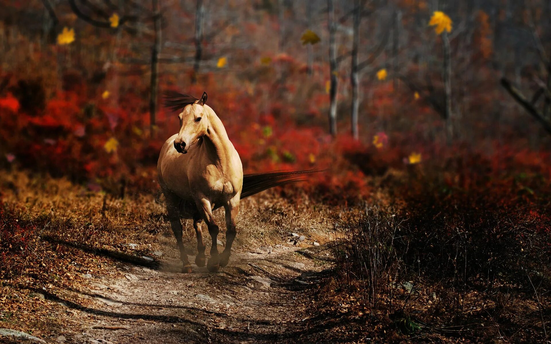 По дороге лошадка. Лошади на природе. Лошадь осень. Лошадь в осеннем лесу. Обои лошади.