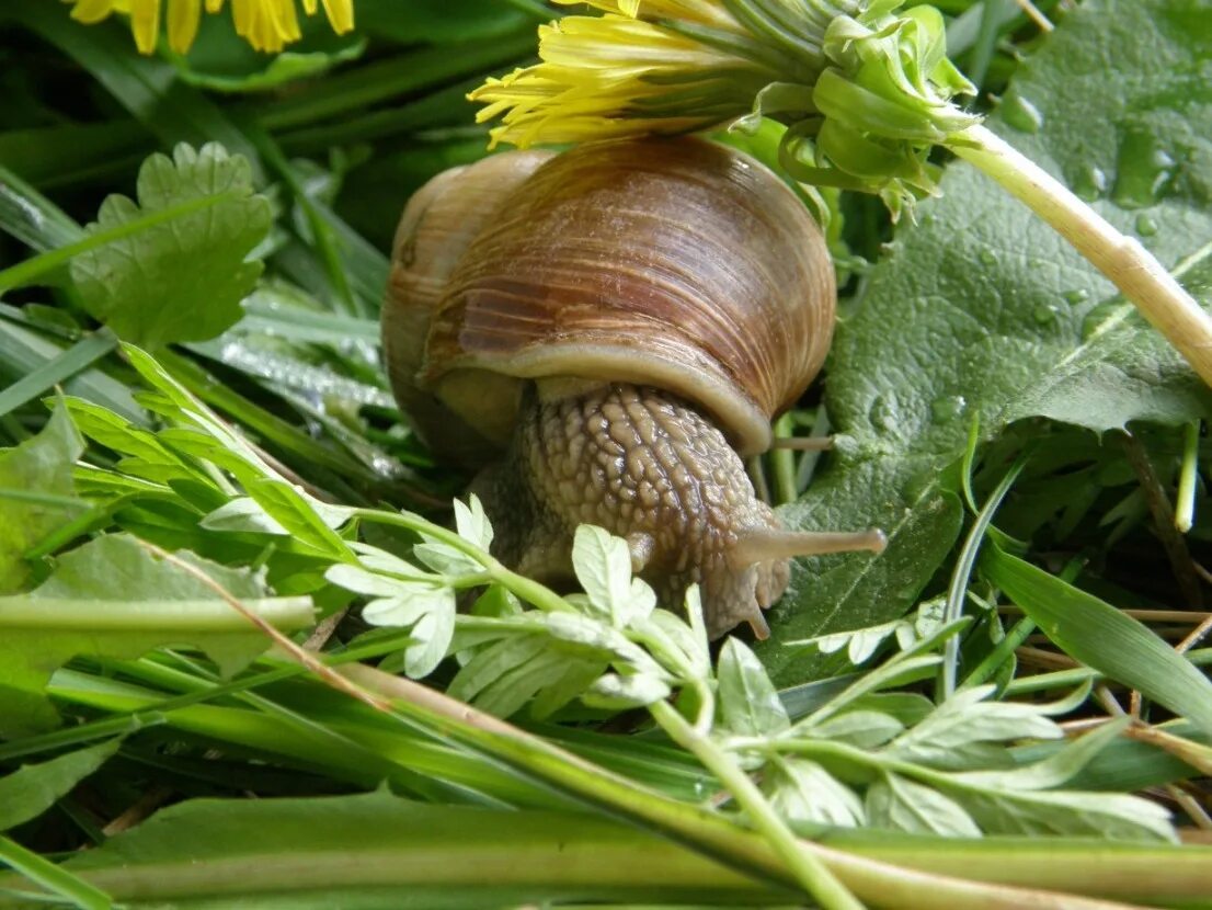 Виноградная улитка. Виноградная улитка гигантская. Улитки Черноземья. Helix pomatia Виноградная улитка готовая. Улитки виноградные где