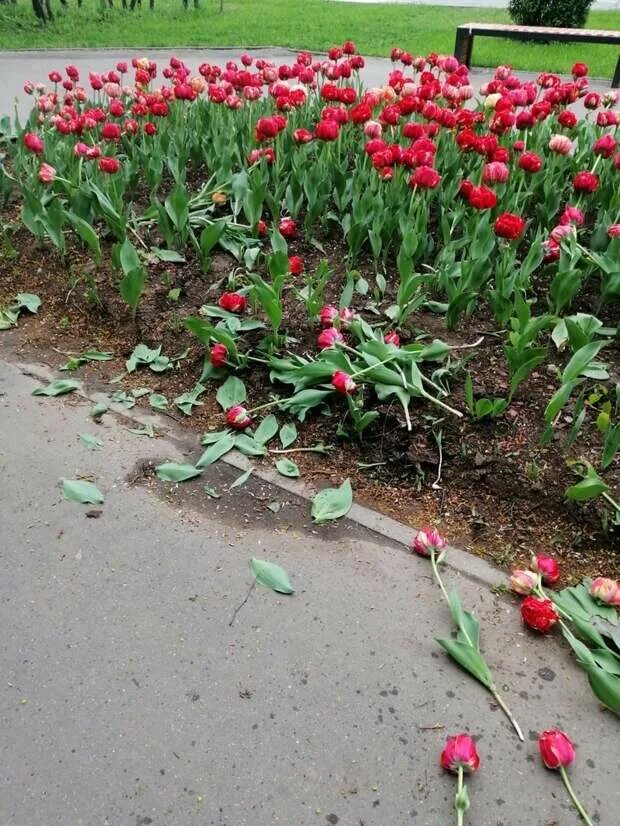 Трава эстетика. Рука трава. Сорванный цветок в парке. Вырвали цветы с клумбы. Воруют цветы с клумбы.