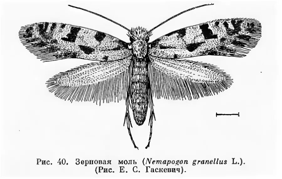 Строение моли. Амбарная зерновая моль. Амбарная моль Nemapogon granella l. Зерновая моль (бабочка). Sitotroga cerealella (моль зерновая) иллюстрация.