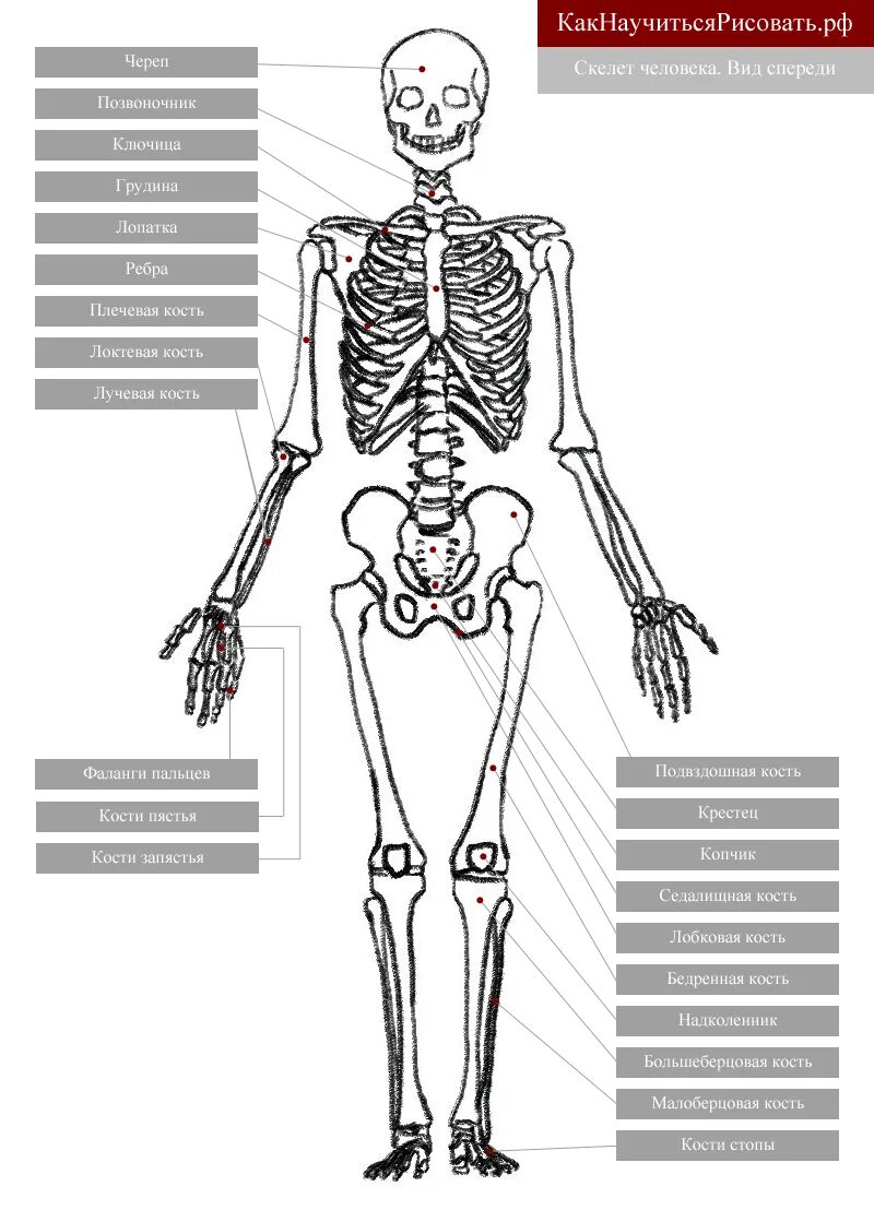 Скелет анатомия строение рисунок. Схема строения костей в скелете. Скелет человека в полный рост биология. Скелет человека схема с подписями.