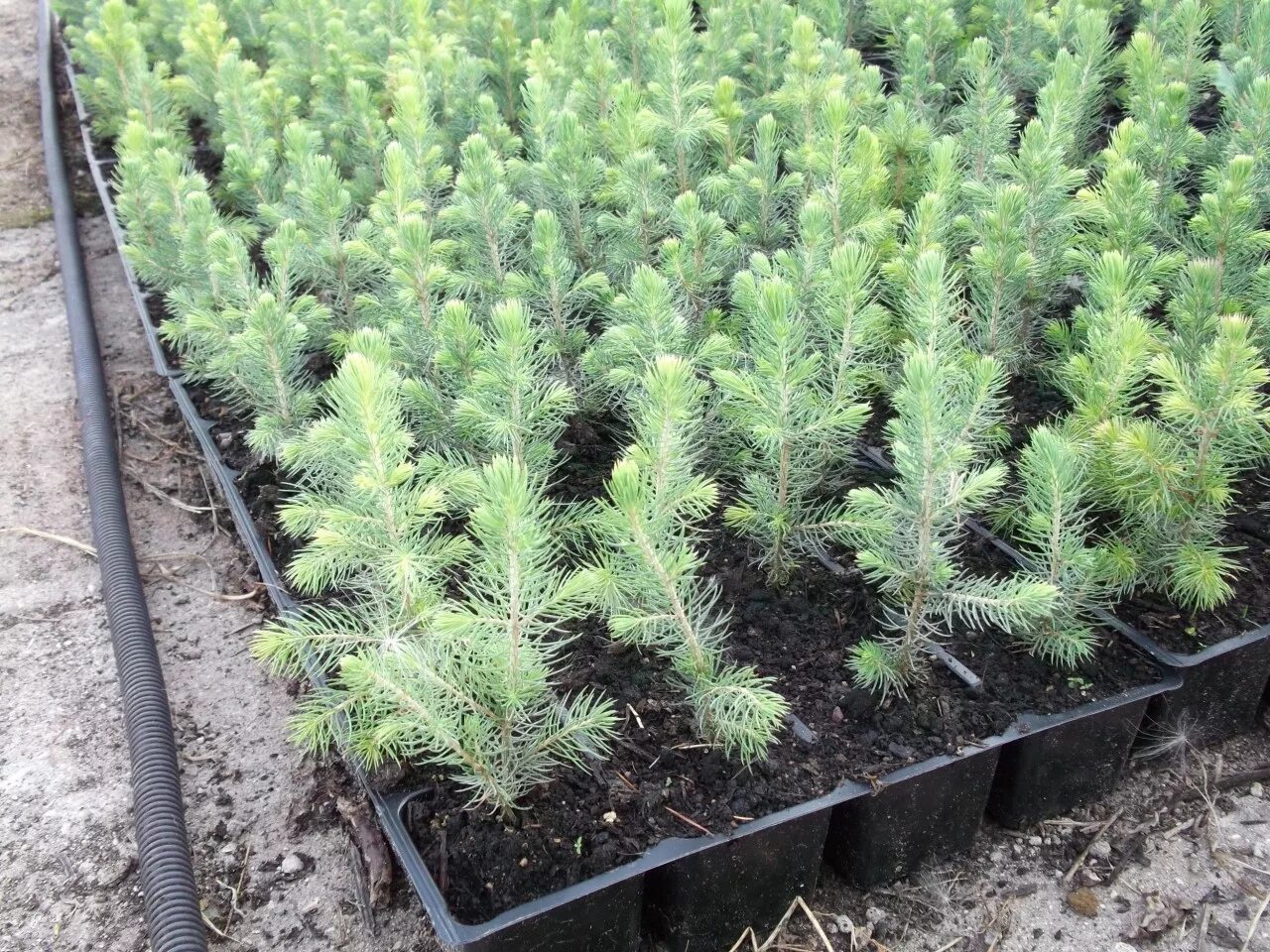 Лесосеменная плантация сосна кедровая. Как вырастить ель дерево. Шведская ель. Как вырастить ель дерево. Ель коника черенкование.