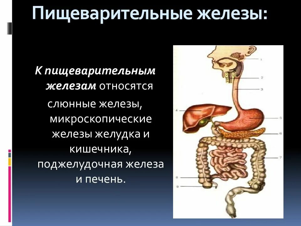 Строение и функции желез пищеварительной системы. Пищеварительная система тракт и железы. Пищеварительная система человека пищеварительные железы. Органы участвующие в процессе пищеварения. Строение и функции пищеварительных желез