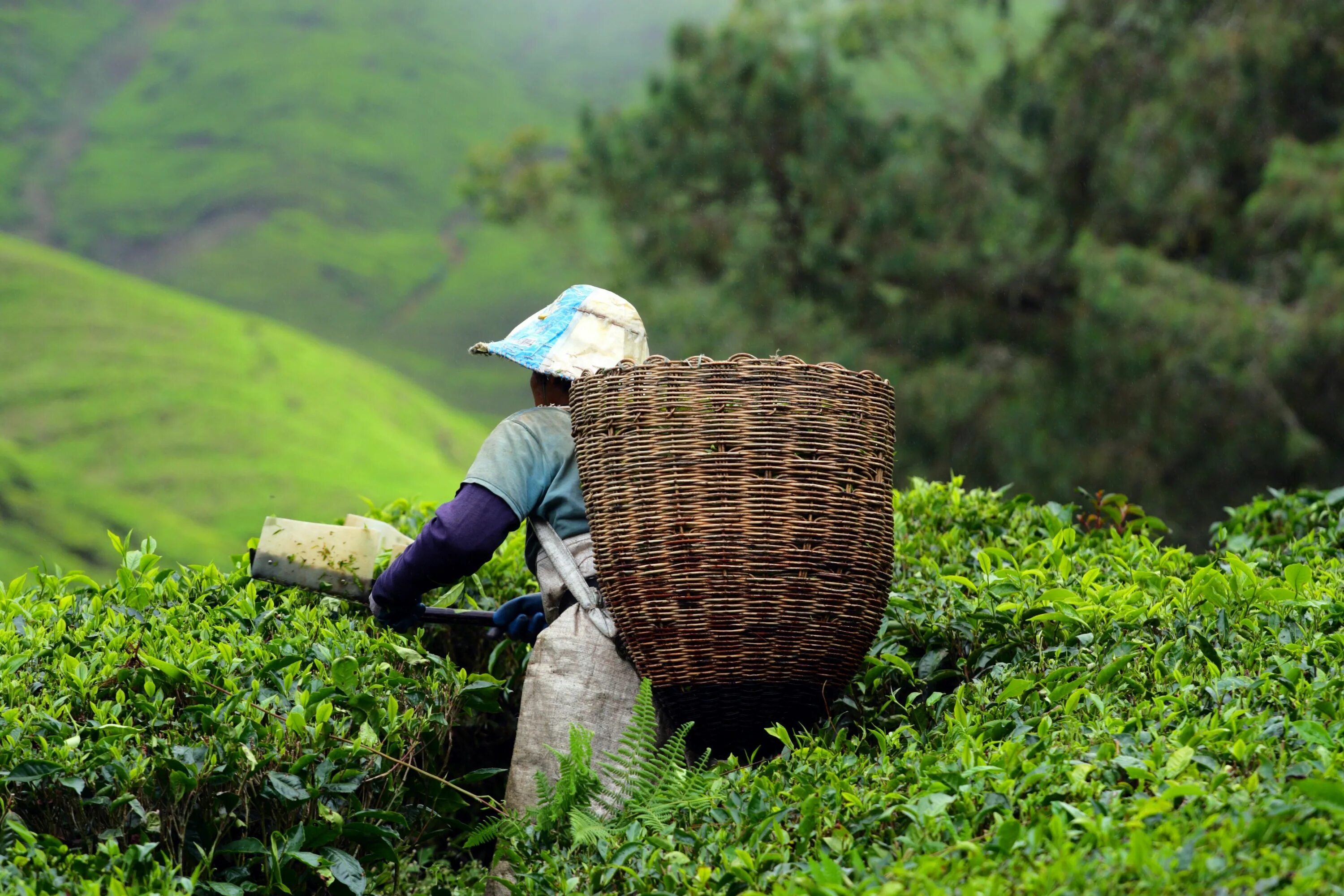 Малайзия специализация. Камерон-Хайлендс чайные плантации. Чайные плантации Камерон Хайлендс в Малайзию. Чайные плантации в Индии. Чайные плантации Индии чайные листья.