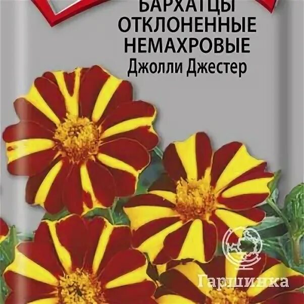 Бархатцы клоун. Бархатцы Арлекино. Бархатцы отклоненные немахровые Джоли Джестер. Бархатцы Джоли Джестер. Цветы бархатцы Арлекин.