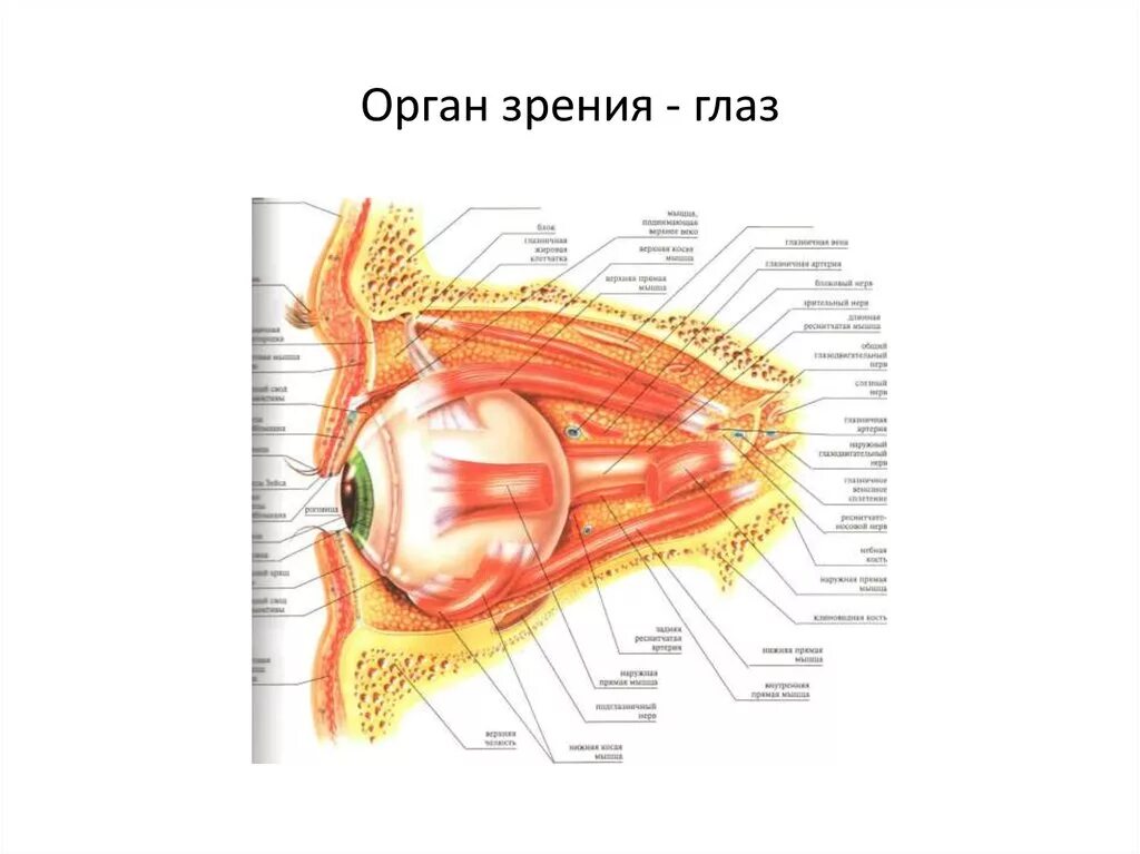 Органы чувств строение органов зрения