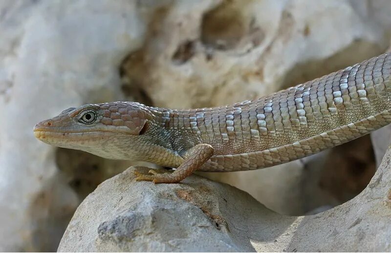 Род ящериц 5. Мексиканская аллигаторовая ящерица. Gerrhonotus infernalis. Древесная аллигаторовая ящерица. Техасская аллигаторовая ящерица.