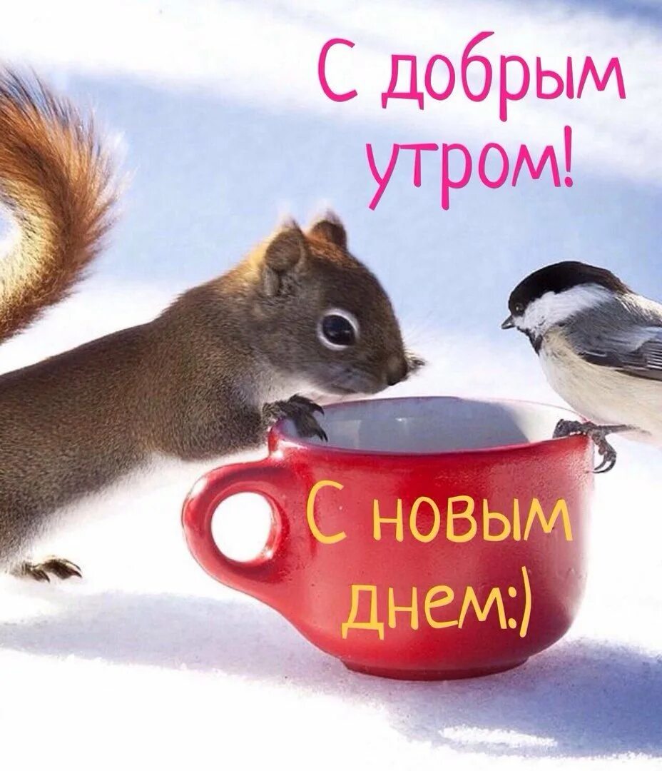 С добрым утром прикольные зимние смешные позитивные. Доброе утро. Доброе зимнее утро. Открытки с добрым утром прикольные. Забавные картинки с добрым утром.