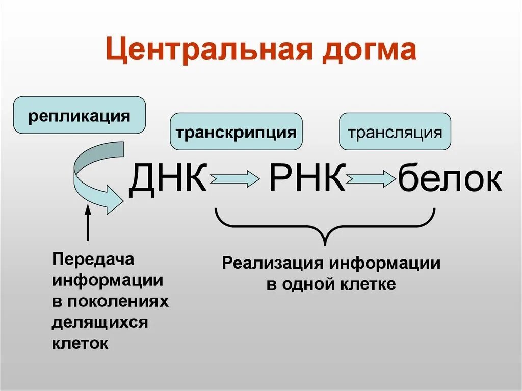 Реакции матричного синтеза репликация транскрипция трансляция. Роль в реализации наследственной информации