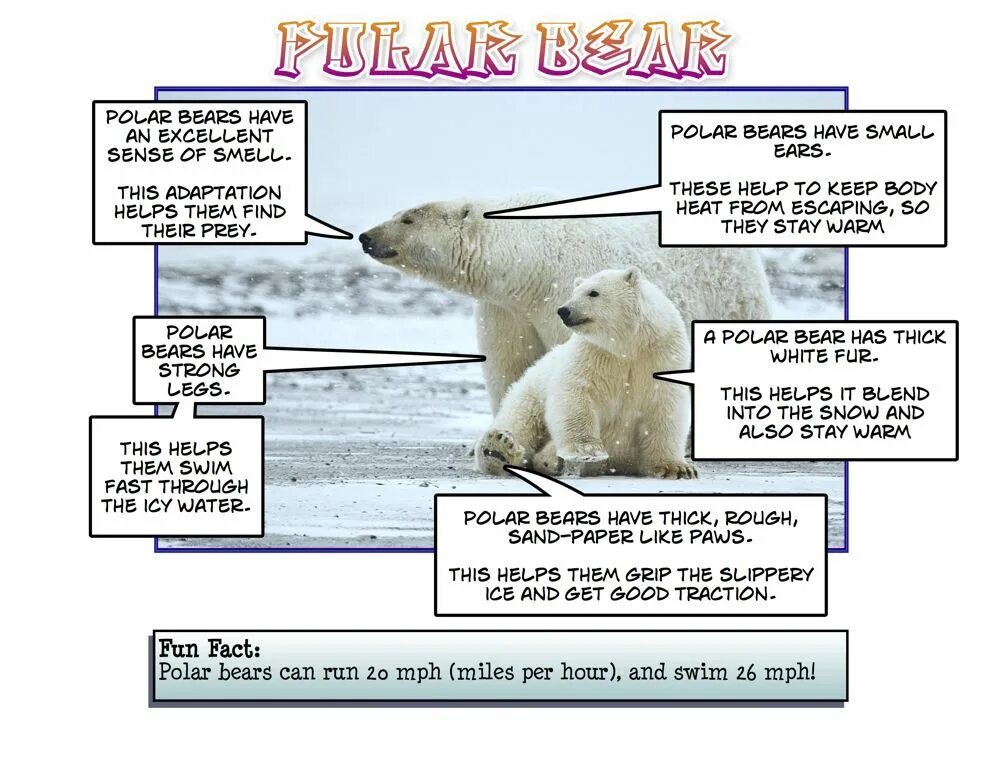 Эксперимент белый медведь. Белый медведь facts. Белый медведь WWF. Полярный медведь на английском. Мишка перевести на английский